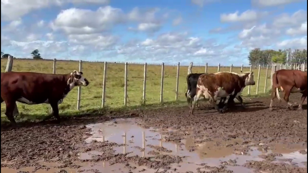 Lote VACAS PREÑADAS