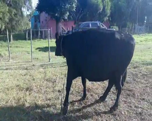 Lote Vacas de Invernada ANGUS 600kg - , San José