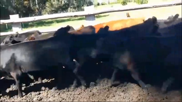 Lote 100 Terneros/as en Concordia, Entre Ríos