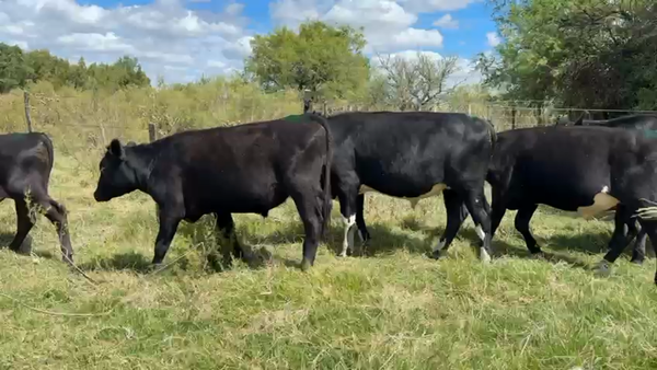 Lote NOVILLOS 1 a 2 AÑOS