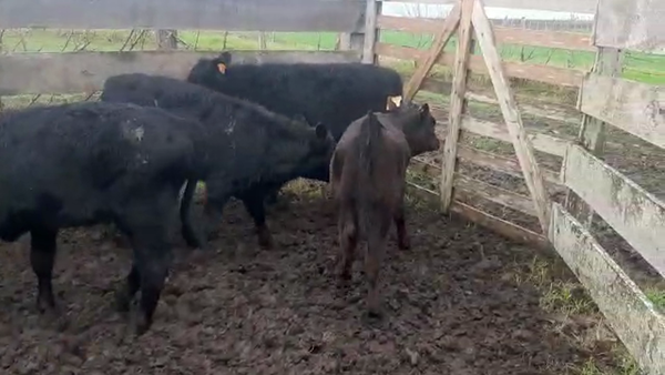 Lote 6 Terneros Angus