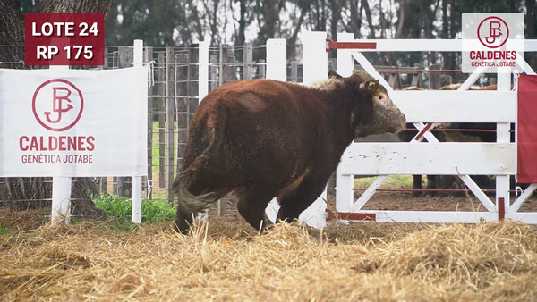 Lote Toro PR