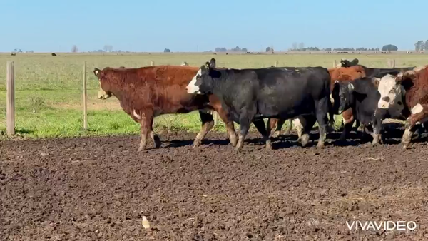 Lote 13 Vacas C/ gtia de preñez NUEVAS Y MEDIO USO
