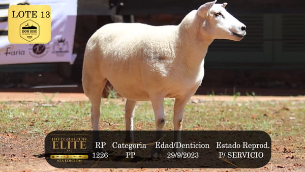 Lote LOTE 13