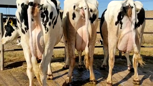 Lote Don Simon Vacas En Produccion