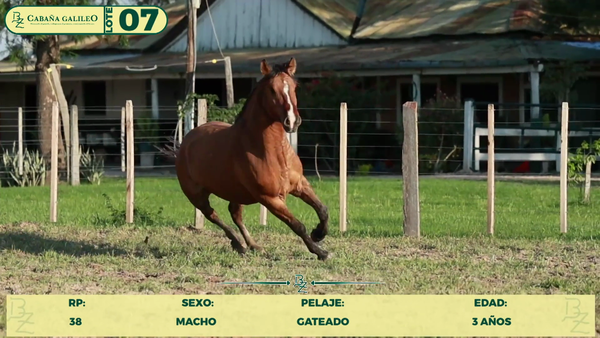 Lote LOTE 7