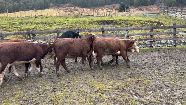 Lote 30 Ternero en Río Ibáñez, XI Región Aysén