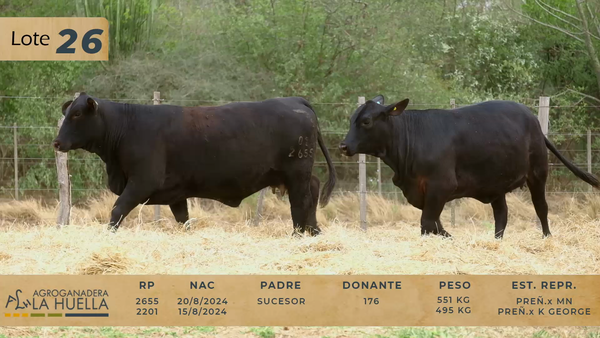 Lote LOTE 26