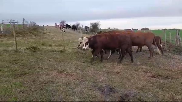 Lote (Vendido)6 Piezas de cría en VIBORAS Y VACAS