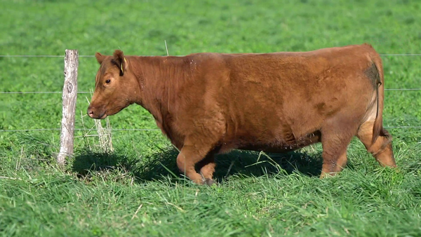 Lote VAQUILLONA PP