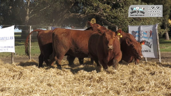 Lote VAQUILLONAS PC PARICION OTOÑO