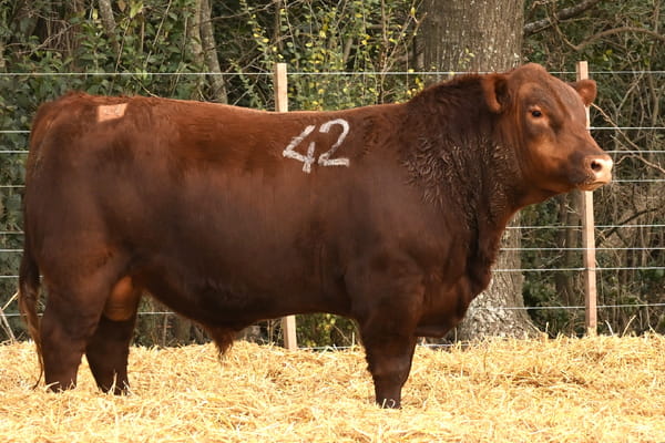 46307 — TOROS ANGUS PC