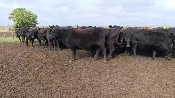 Lote 36 Vaquillonas P/ entorar