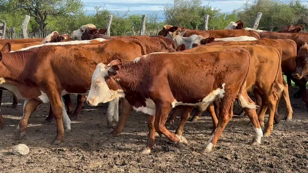 Lote 60 Terneros en Corrientes, Curuzu Cuatia