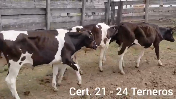 Lote TERNEROS