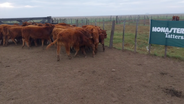 Lote 70 Terneros en Arboledas