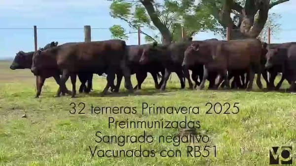 Lote 32 Terneras Primavera 2025 - Talero de Savio