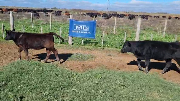 Lote tropa de 19 cabezas (13 hembras, 6 machos, hay 2 enteros)