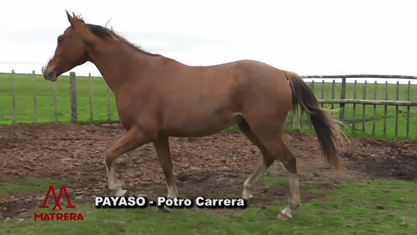 Lote Payaso