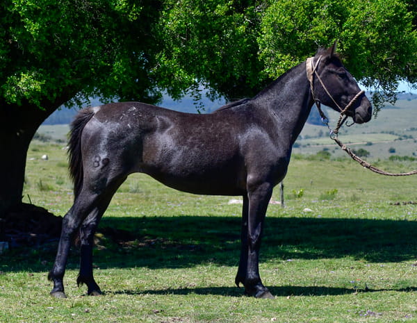 Lote Guapa Las Cascadas