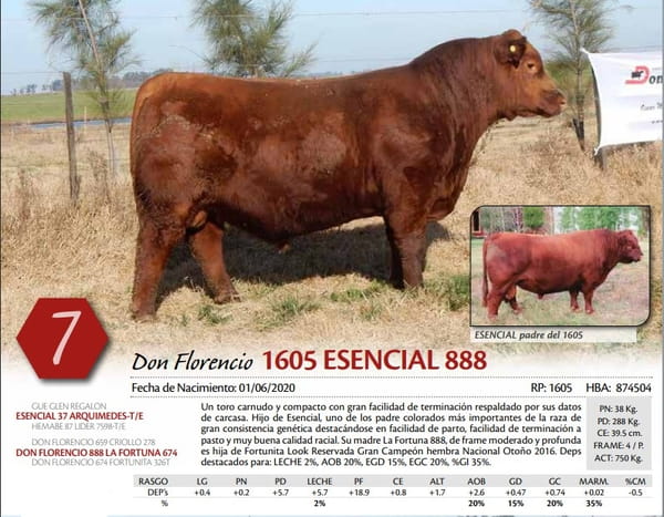 Lote TORO
