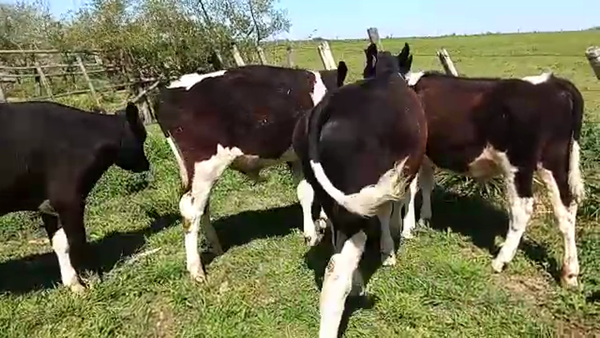 Lote 6 Terneros HOLANDO 220kg - , San José