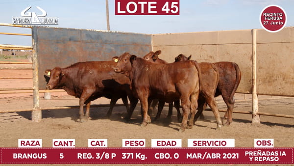 Lote Reproductores de Alborada - Lote 45