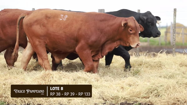 Lote TOROS BRANGUS