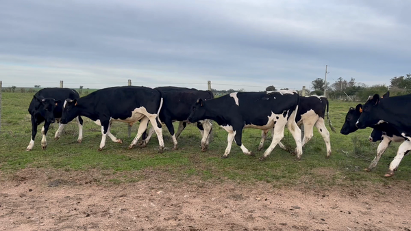 Lote NOVILLOS 1 a 2 AÑOS