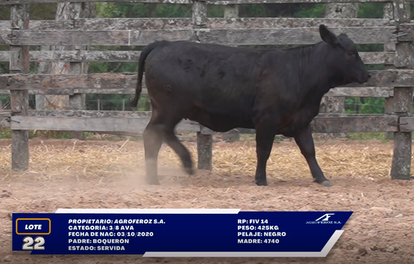 Lote LOTE 22