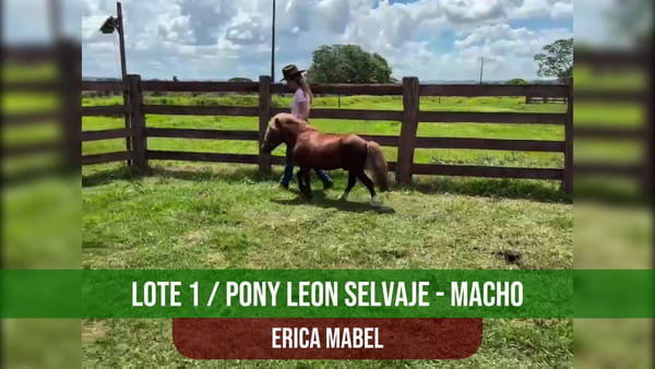 Lote Pony Leon Selvaje