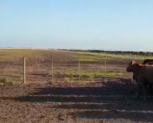 Lote 100 Novillitos en Coronel Vidal, Buenos Aires