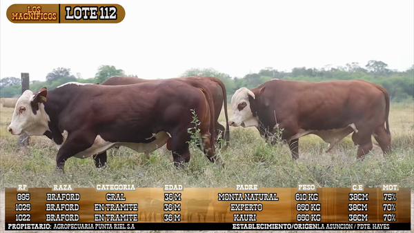Lote LOTE 112 - PANTALLA