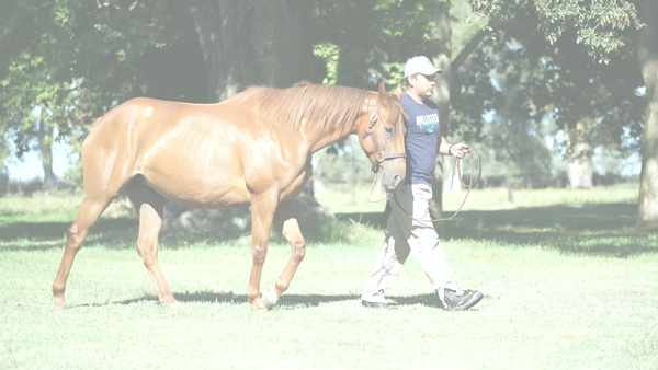 Lote ESCAPISTA (EQUAL STRIPES -  ESCAPE FOX)  C/DERECHO A SERVICIO  CITYSCAPE 2026'