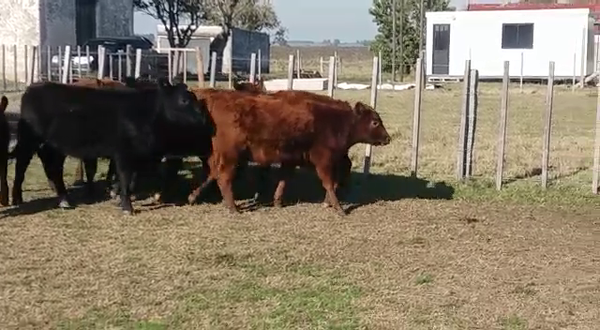 Lote (Vendido)9 Terneras AA/ HE 230kg -  en COSTA DE POLONIA