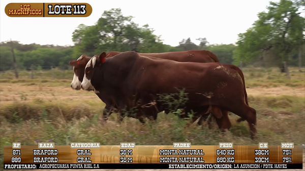 Lote LOTE 113 - PANTALLA