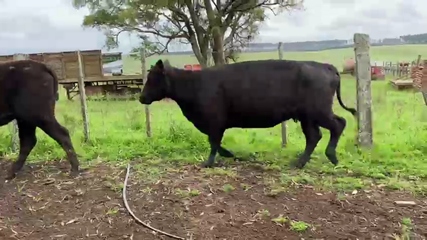 Lote 20 Vacas de Invernada 324kg -  en Puntas de Abrojal - 25 km de Vichadero , por camino vecinal
