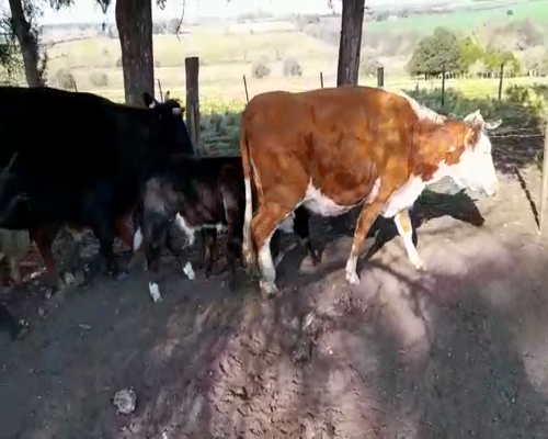 Lote 6 Piezas de cría en ZONA ESPERANZA