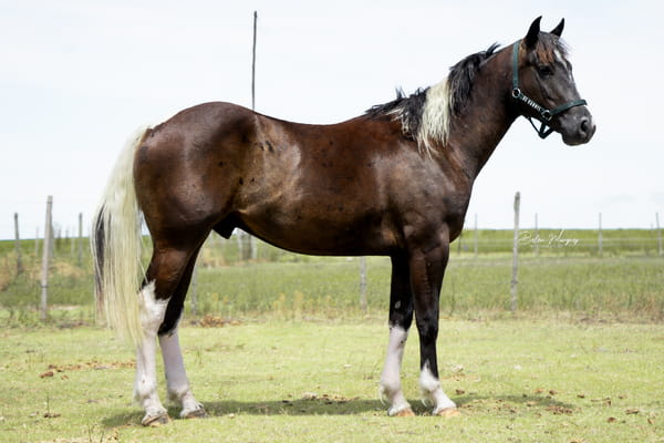 Lote CANDIL ETRUCO (PREP 1)