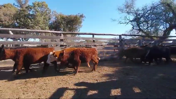 Lote 75 Terneros/as en Concordia, Entre Ríos