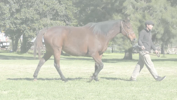 Lote NIKOLAYEVNA (CATCHER IN THE RYE - LA PEDRERA) PREÑEZ de IVAR