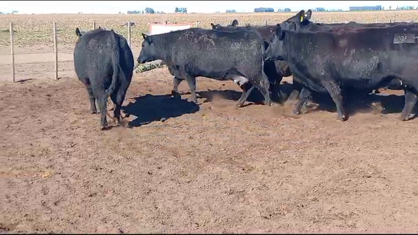 Lote LA PROMETIDA DE SANTA YVONE: 10 vaquillonas AAN  M.A.S