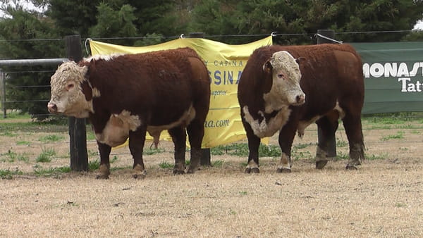 Lote TOROS P. HEREFORD PR