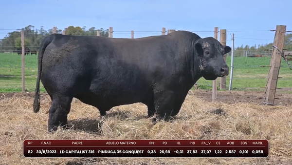 Lote Pinduca
