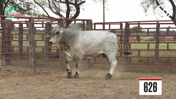 Lote Brahman