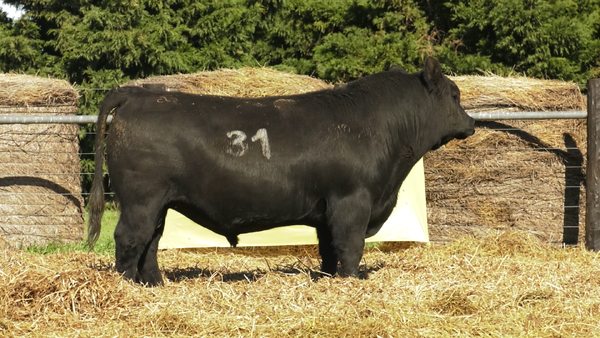 Lote TOROS ANGUS PURO CONTROLADO