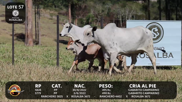 Lote LOTE 57