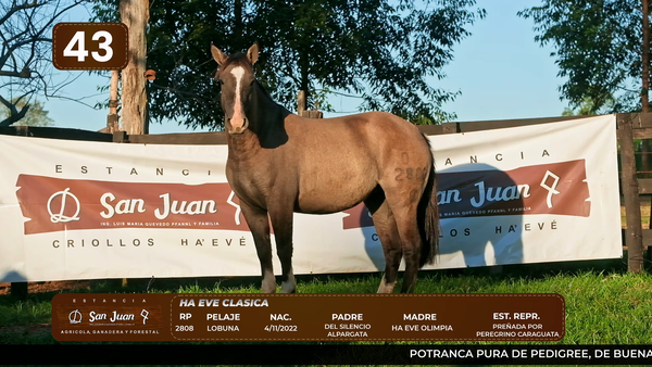 Lote LOTE 43