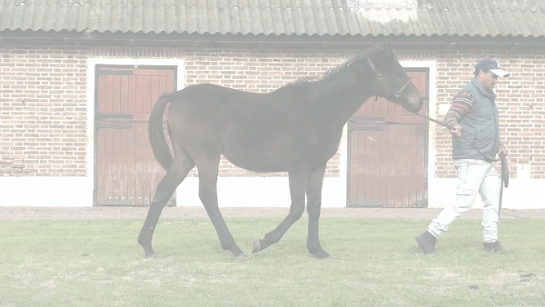 Lote MAKING (VILLAGE KING - MENCION)