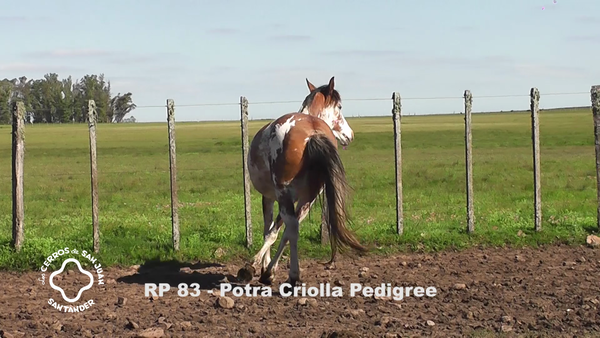 Lote CARDAIBER BALLENERA